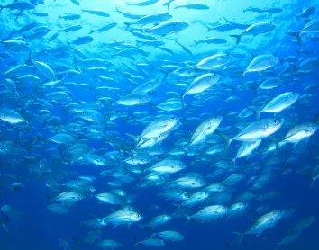 Plongée sous marine Plongée Poissons Bleu Océan