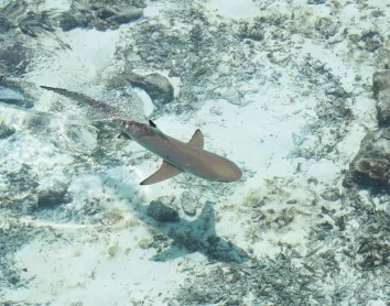 Requin pointe noir Requin pointe noir